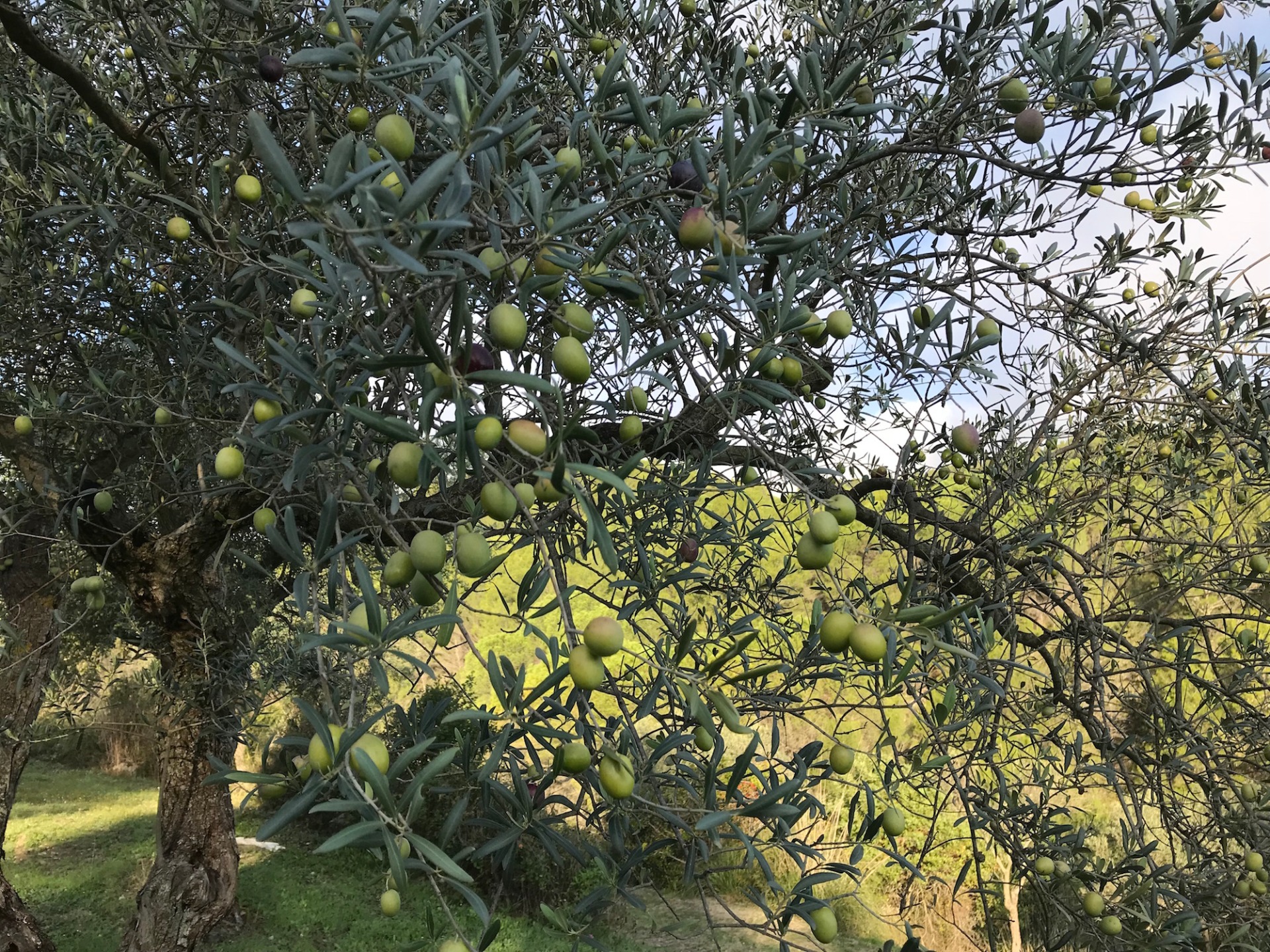Seasoned Green Olives